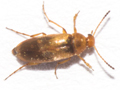 Anaspis maculata